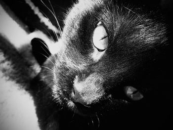 Close-up of cat