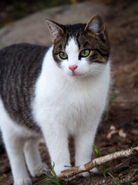 Close-up portrait of cat