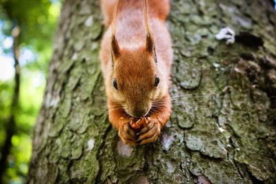 Close-up of squirrel on tree trunk