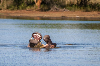 Side view of hippo in a lake