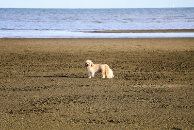 Dog on beach against sky