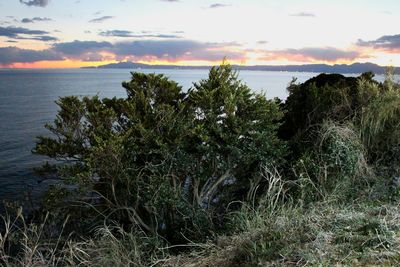 Scenic view of trees against sky during sunset