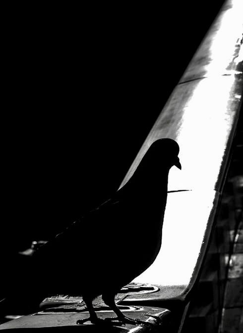 one animal, bird, animal themes, animals in the wild, no people, animal wildlife, silhouette, outdoors, day, raven - bird, full length, nature, perching, close-up, water