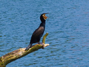 Cormorant perching on branch over lake