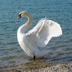 Close-up of swan in lake