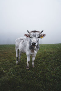 Portrait of a horse on field