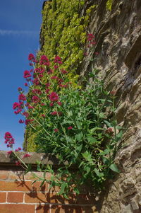 Low angle view of flowering plants against wall