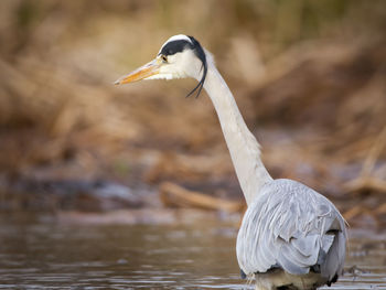 Close-up of bird against lake