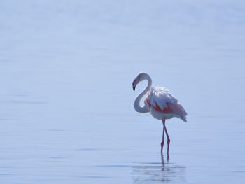 Bird life at salt flat