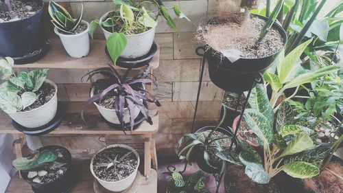 High angle view of potted plants