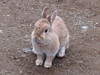 Close-up of a rabbit on field