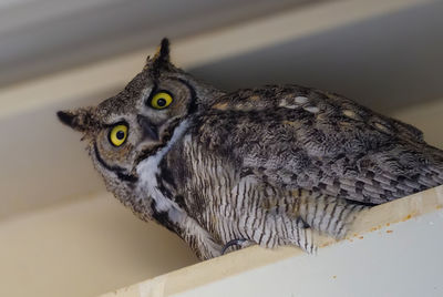 Close-up portrait of owl