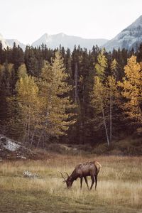 Deer grazing on field