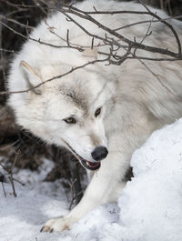 White dog on snow covered land