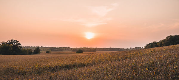 Scenic view of field against sky during sunset