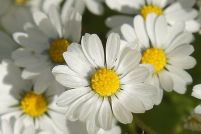 Close-up of yellow flowers