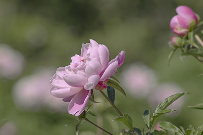 Close-up of pink flowers