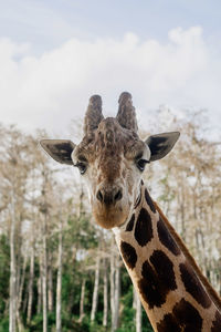 Portrait of giraffe