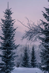 Trees on snow covered landscape