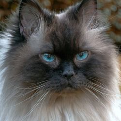 Close-up portrait of a cat