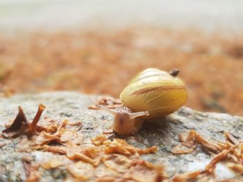 Close-up of snail on land