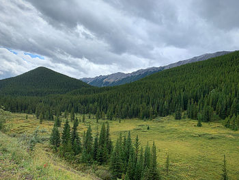 Scenic view of pine trees against sky