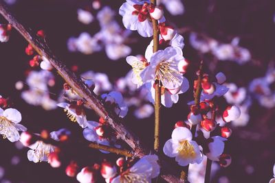 Close-up of cherry blossoms on branch