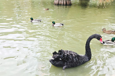 High angle view of swans swimming in lake
