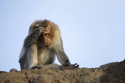 Low angle view of monkey sitting on rock against sky