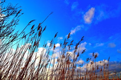 Close-up of stalks against blue sky