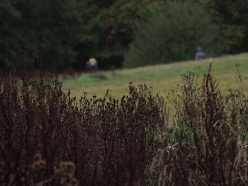 Plants growing on field