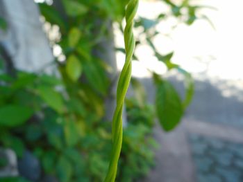 Close-up of fresh green plant against sky