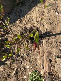 High angle view of lizard on field