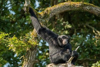 Low angle view of monkey on tree