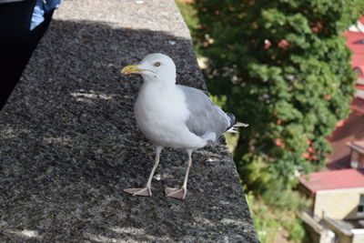 Close-up of seagull perching on ground