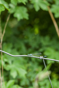 Close-up of damselfly on plant