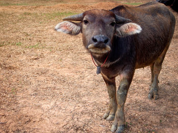 Portrait of a horse on field