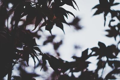 Close-up of silhouette tree against sky