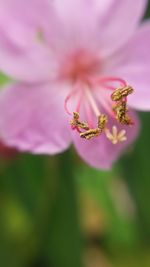 Close-up of pink flower