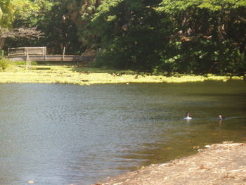 Swan swimming in lake