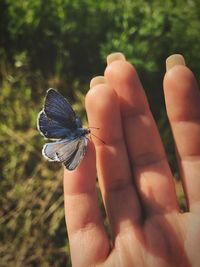 Close-up of butterfly on hand