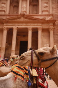 Camels relaxing against khaznet