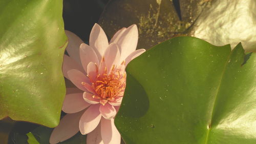 Close-up of lotus water lily