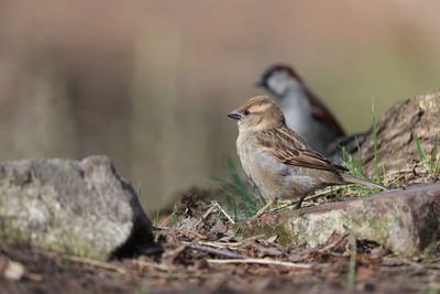 Bird perching on rock