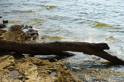 High angle view of driftwood on beach