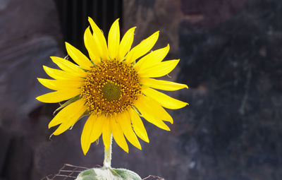 Close-up of yellow sunflower