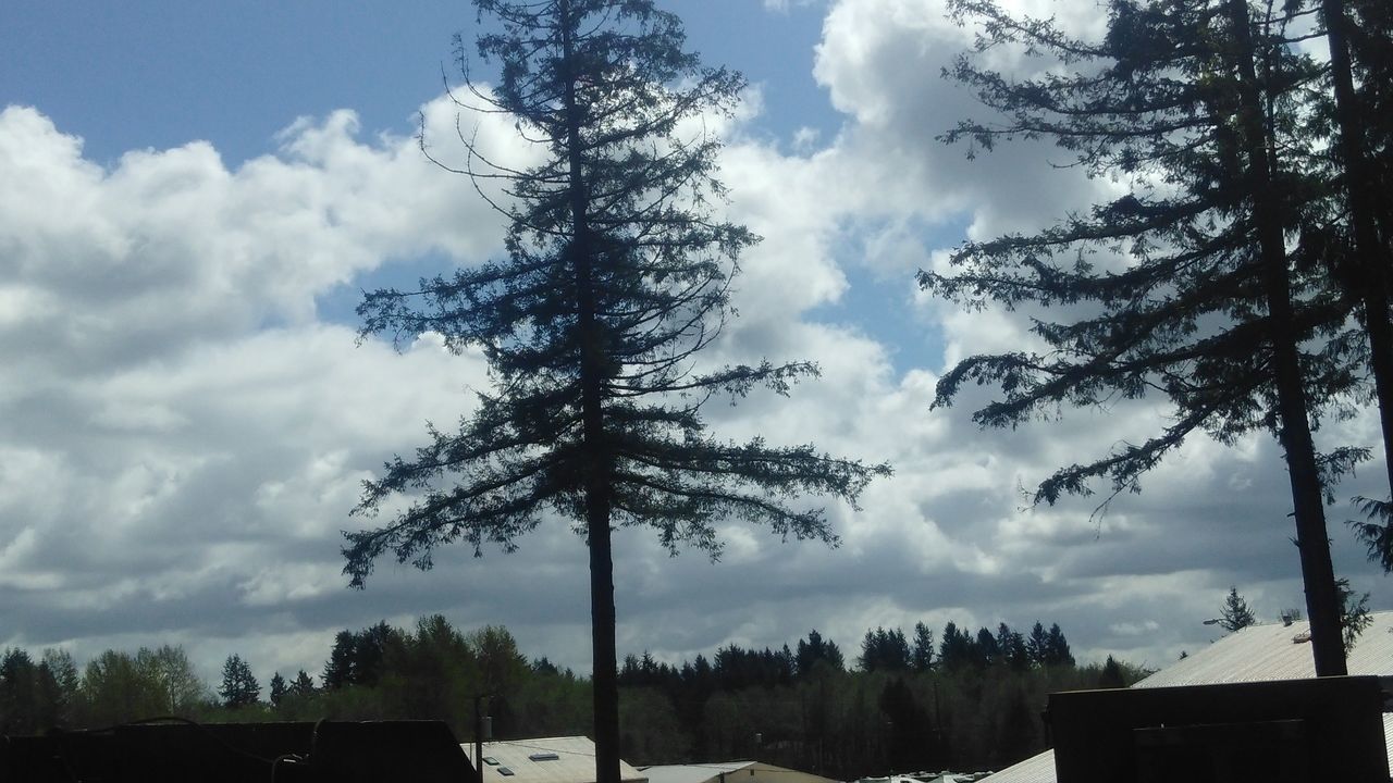 LOW ANGLE VIEW OF TREES AND SKY