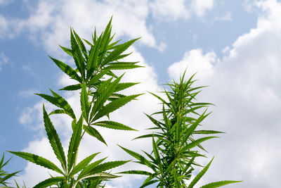 Low angle view of plant against sky