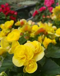 Close-up of yellow flowers blooming outdoors