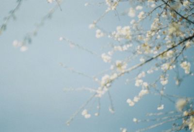 Low angle view of flowering tree